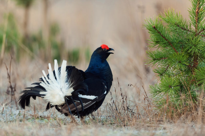 Quel avenir pour les oiseaux des Alpes ?